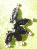 Eulophus sp.